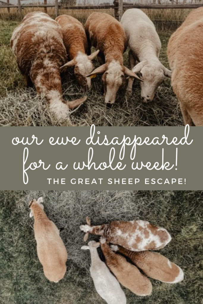 Our Sheep Disappeared For A Week!