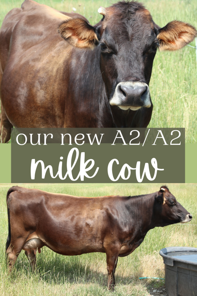 A Year with our Family Milk Cow