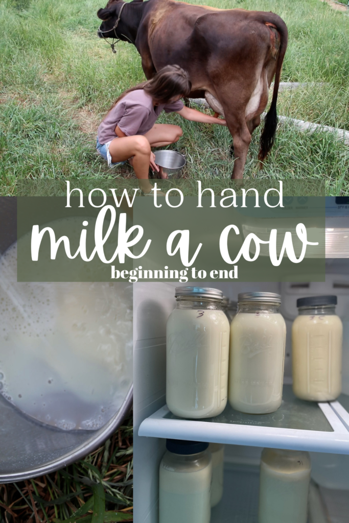How to milk a cow by hand