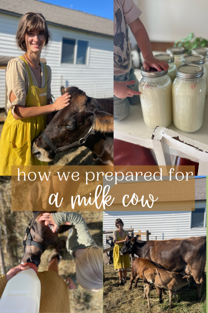 How we prepared for a milk cow