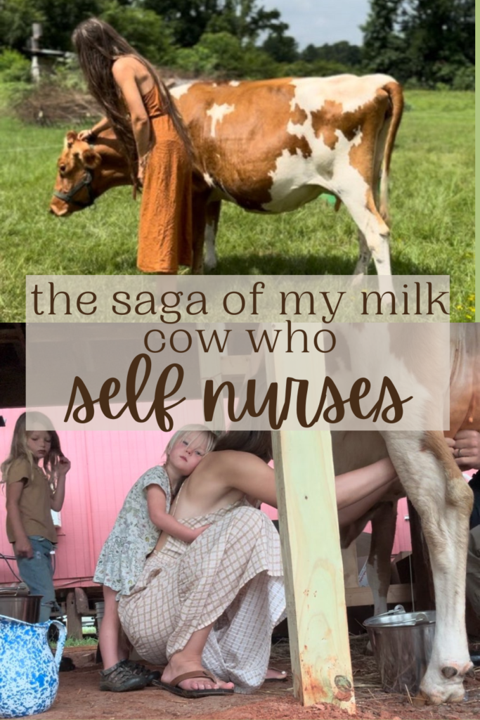 My cow who nurses on herself