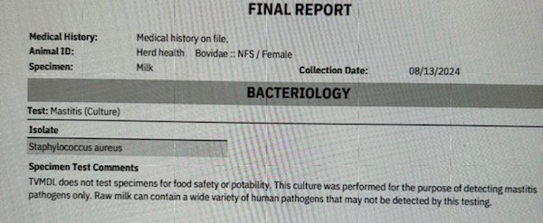 My journey with Staph A cows