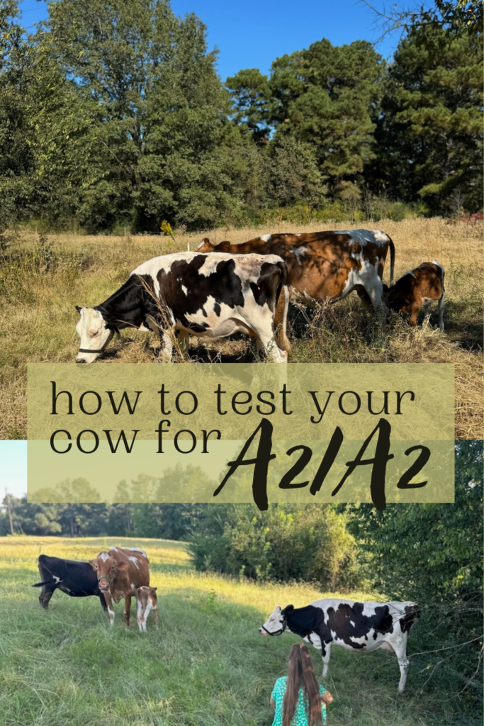 How to test your cow for A2/A2