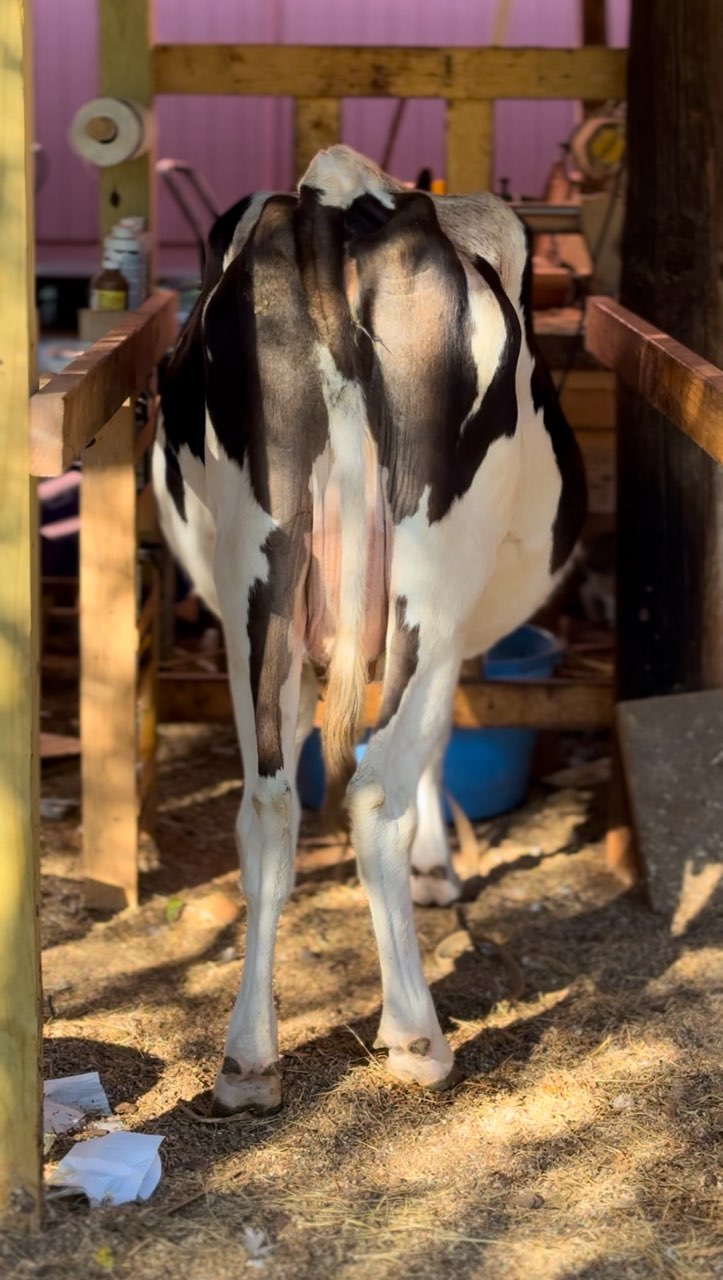 How to test your cow for A2/A2 - Wilson Homestead