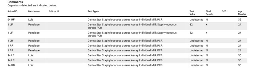 My journey with Staph A cows