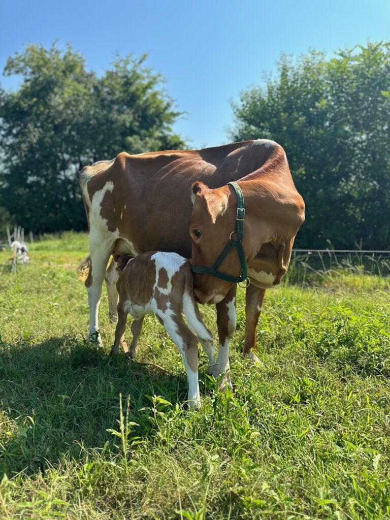 How to calf share