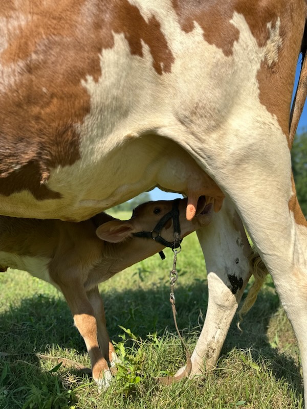 How to calf share