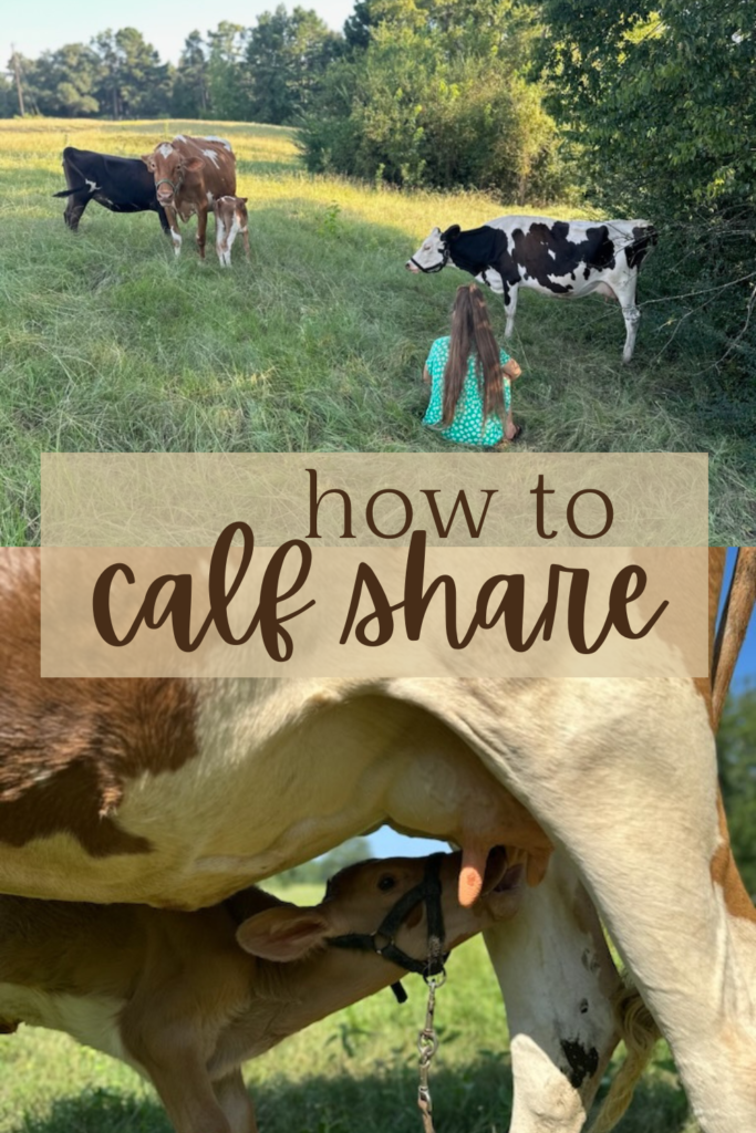 How to calf share